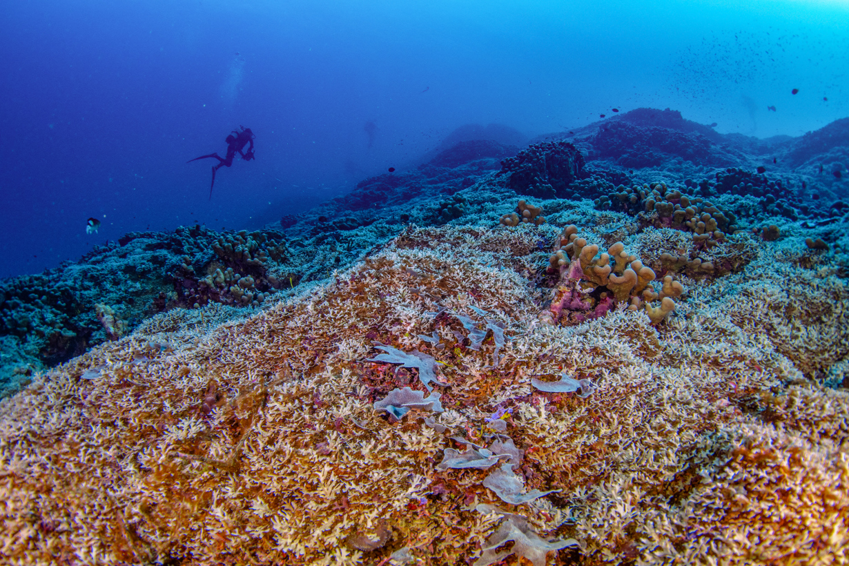 Fotografía cedida por National Geographic Pristine Seas del coral más grande del Mundo en las Islas Salomón. (Foto de Manu San Felix / National Geographic Pristine Seas/EFE)