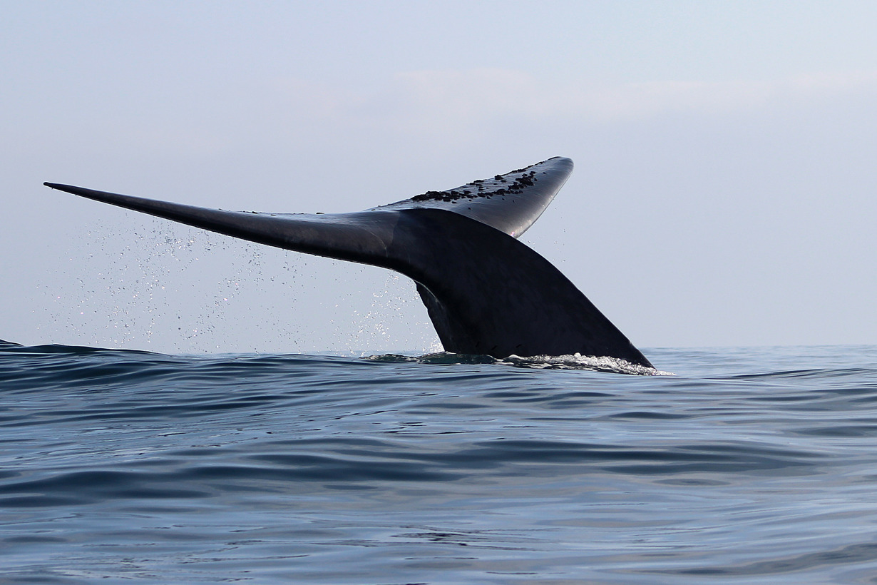 Fotografía de archivo de una ballena en aguas de Chile. (Foto de Susannah Buchan de la agencia EFE)