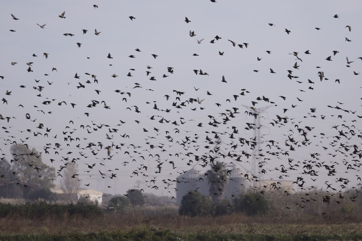 Pájaros sobrevuelan L’Albufera en Beniparrell, Valencia, donde continúan los trabajos de limpieza en el marco del plan de choque impulsado por la Generalitat para reducir los efectos provocados por la riada en el parque natural. (Foto de Kai Forsterling de la agencia EFE)