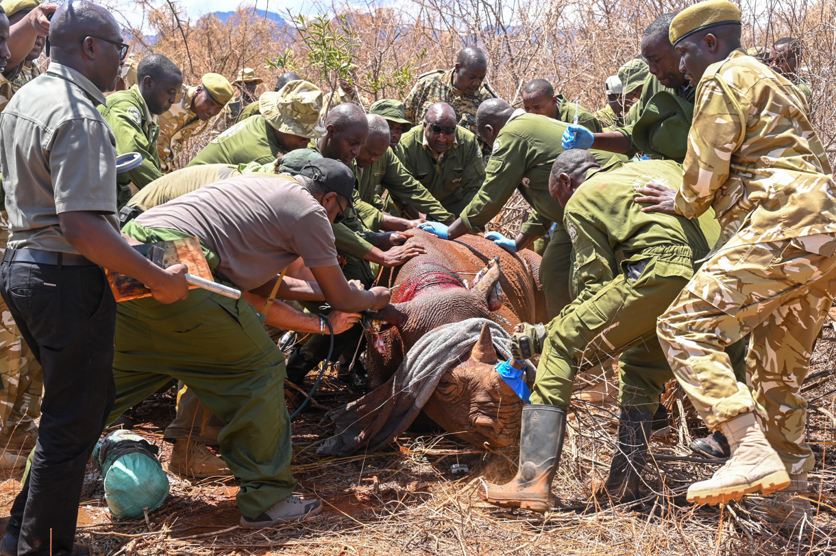 En un esfuerzo por aumentar el número de rinocerontes negros, especie en peligro de extinción, Kenia empezó un proyecto para identificar con dispositivos de rastreo a esos mamíferos, informó este jueves la ministra keniana de Turismo y Vida Silvestre, Rebeca Miano. (Foto de Servicio de Vida Silvestre de Kenia (KWS)/EFE)