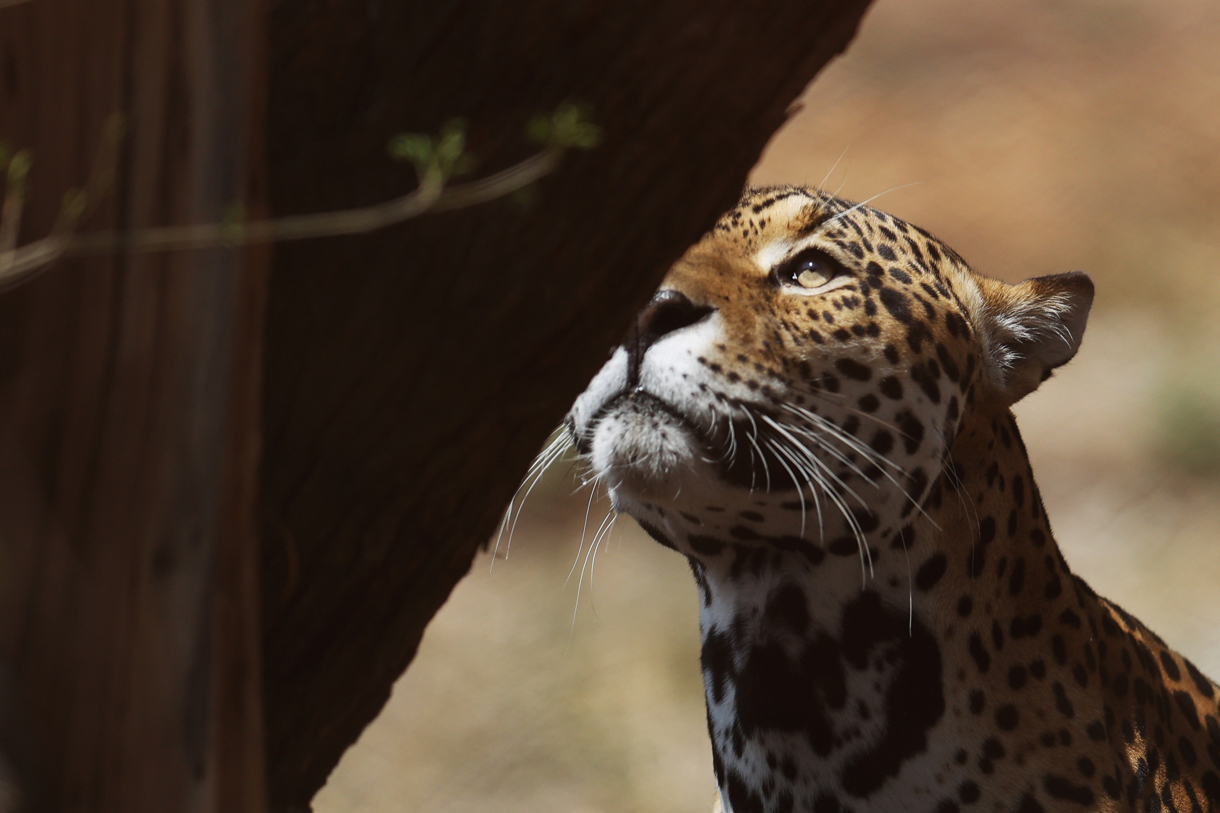 Fotografía del 26 de septiembre de 2024 de un jaguar. (Foto de Luis Gandarillas de la agencia EFE)