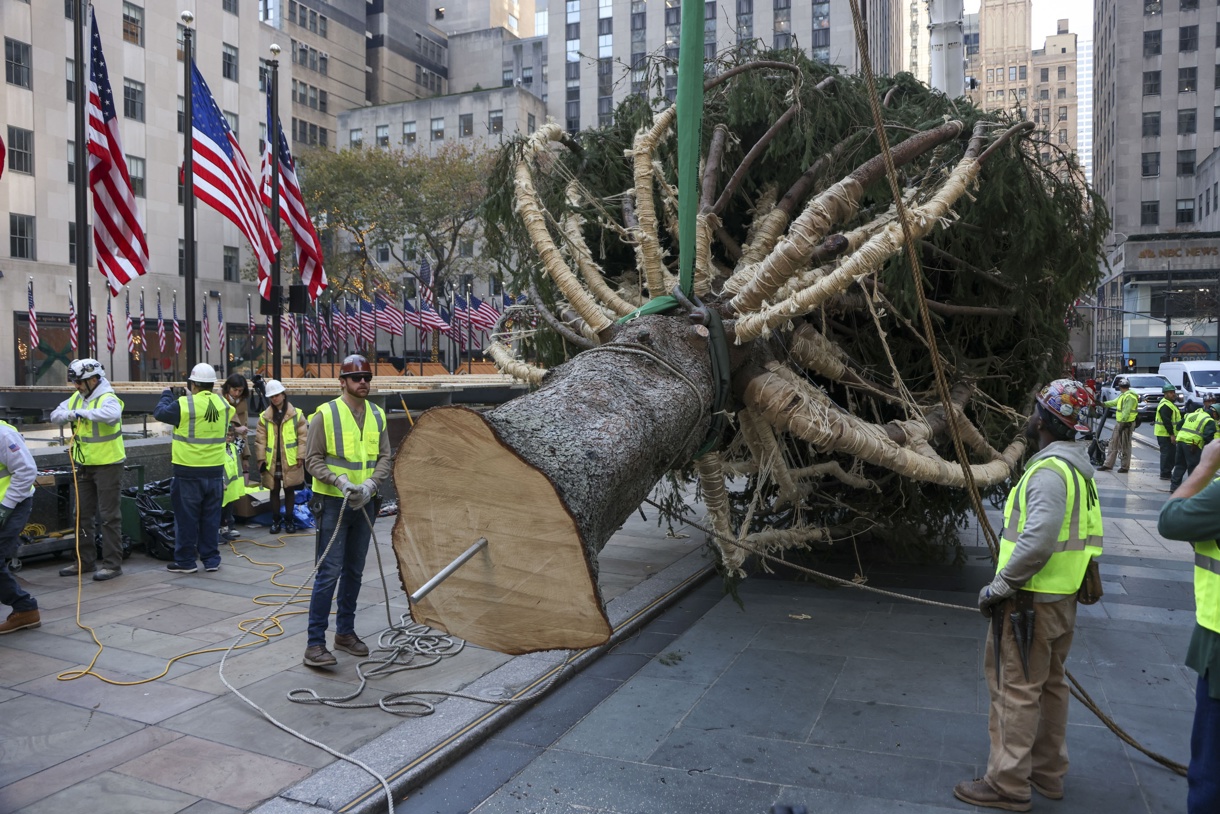 Un equipo de trabajadores levanta el árbol de Navidad del Rockefeller Center en Nueva York, EUA, 9 de noviembre de 2024. (Foto de Sarah Yenesel de la agencia EFE/EPA)