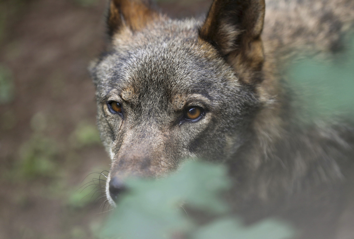 Imagen de archivo de un lobo Ibérico. (Foto de J.L.Cereijido de la agencia EFE)