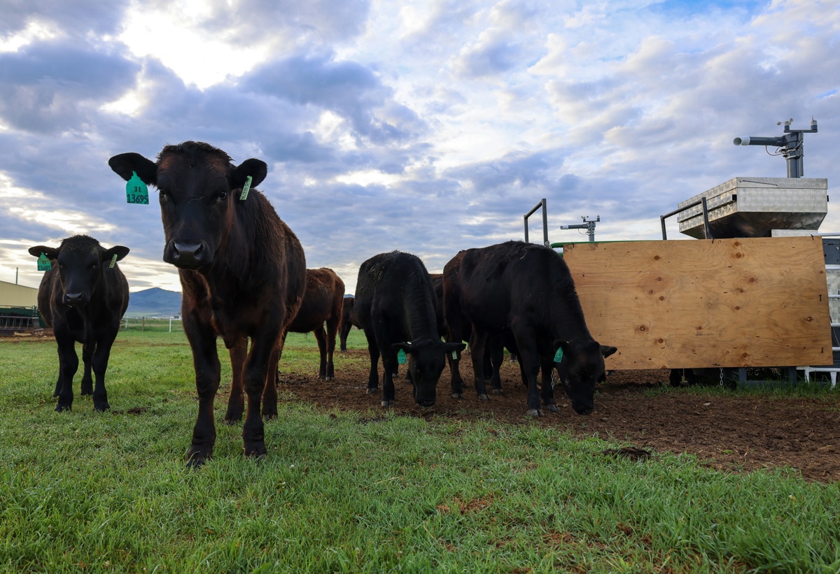 Novillos de vacuno pastan en una granja de Dillon, Montana. Una máquina cercana libera un suplemento de algas marinas a la vez que mide las emisiones de metano del ganado. (Foto de Paulo de Méo Filho de la Universidad de California Davis)