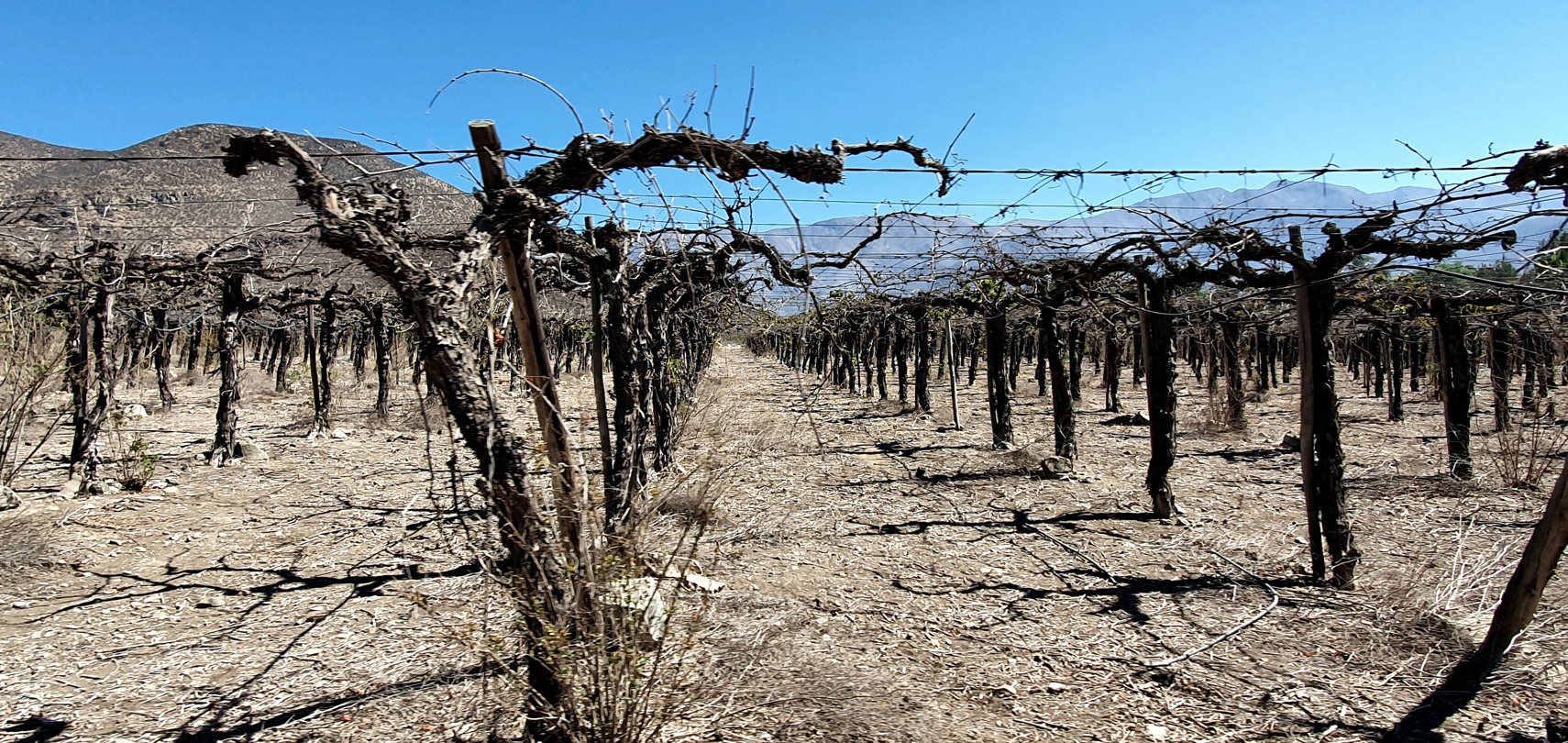 Viñas muertas en la zona de Los Andes, en la cuenca occidental del Aconcagua, una región especialmente afectada por la sequía que azota Chile. (Fotografía facilitada por Dirk Kager WSL/EFE)