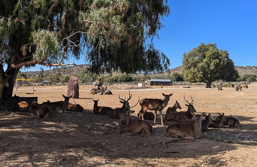 Fotografía de EFE del 24 de enero de 2025, de una manada de ciervos en la reserva Tuzoofari, en el municipio de Epazoyucan en el estado de Hidalgo.