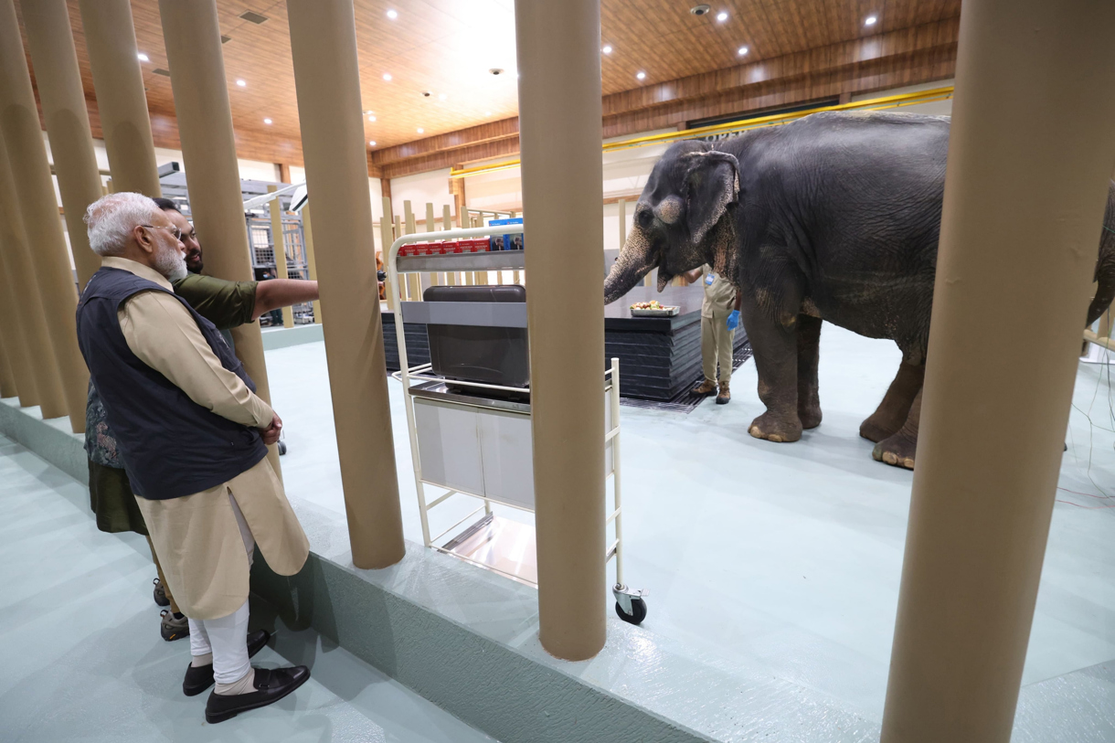 El primer ministro de la India, Narendra Modi, inauguró este martes uno de los mayores centros de conservación y rehabilitación de animales en el Mundo, que se extiende por unos 12 kilómetros cuadrados en el oeste de la India, y que sirve de refugio a más de 2 mil animales de 43 especies. (Foto de Gobierno indio/EFE).