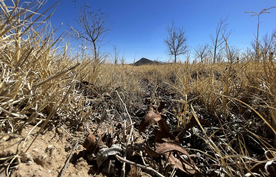 Fotografía de EFE donde se observa rastros de la sequía en un rancho en el municipio de Samalayuca, en el estado de Chihuahua.