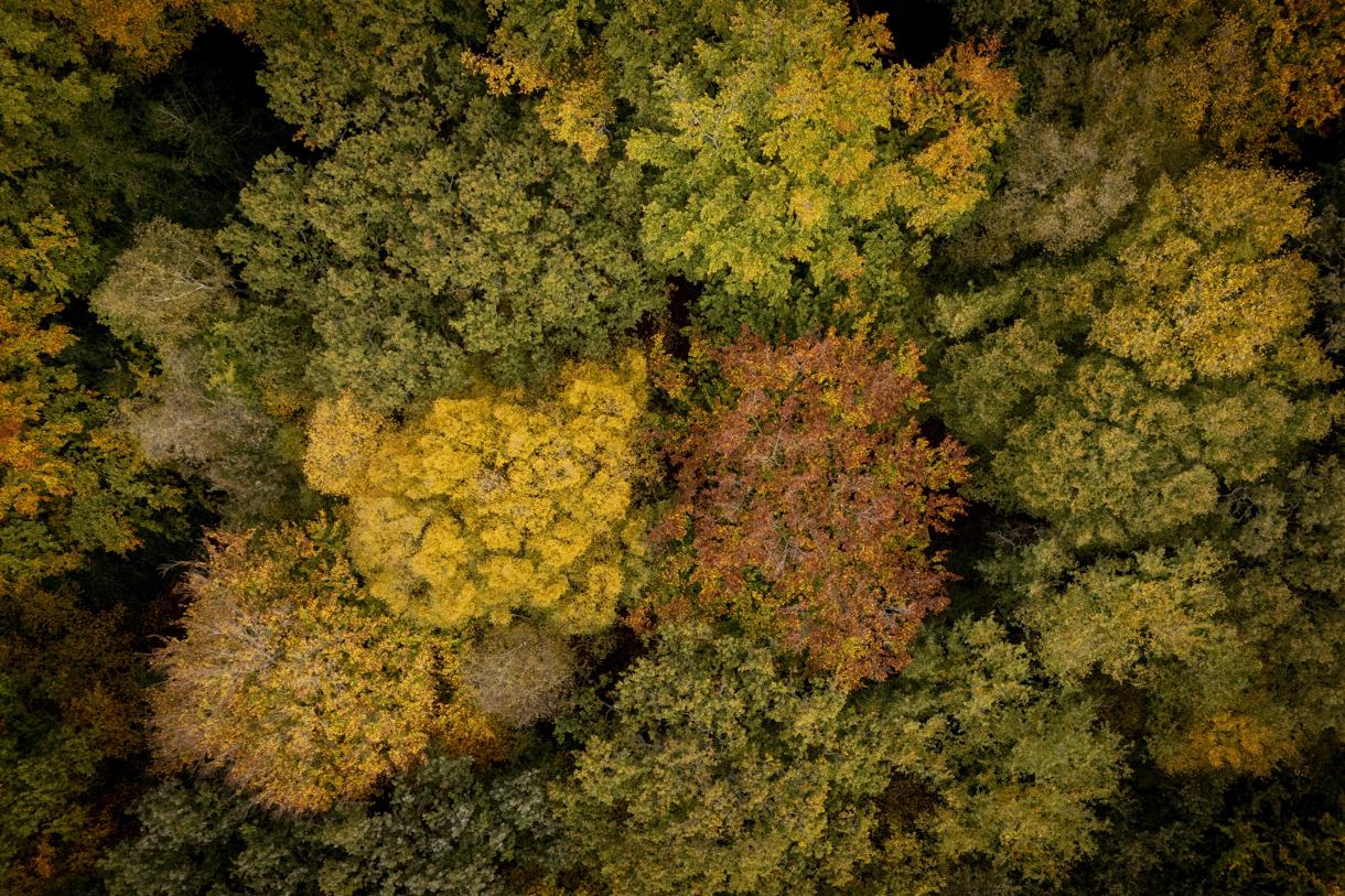Un bosque de árboles en otoño. (Foto de archivo de Tolga Akmen de la agencia EFE/EPA)