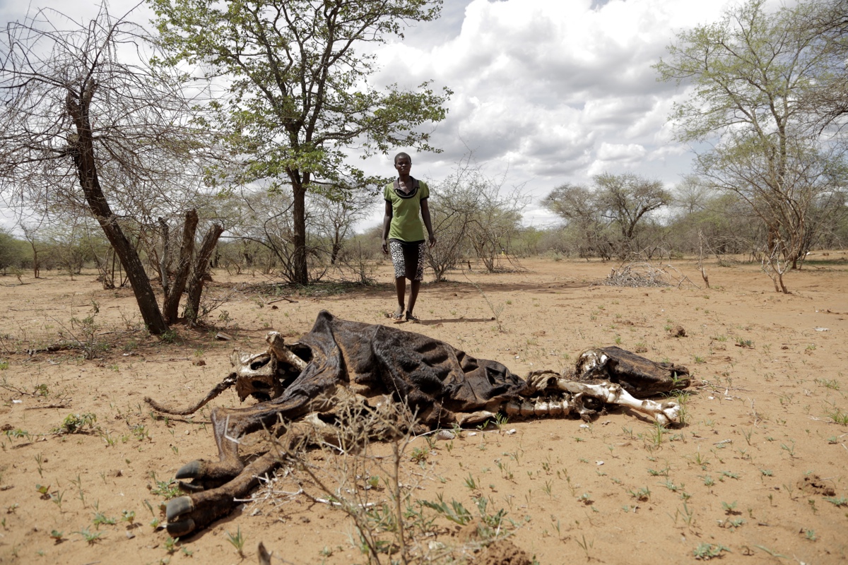 Un agricultor contempla los restos de una vaca fallecida a consecuencia de la severa sequía en Zimbabue. (Foto de archivo de Aaron Ufumeli de la agencia EFE)