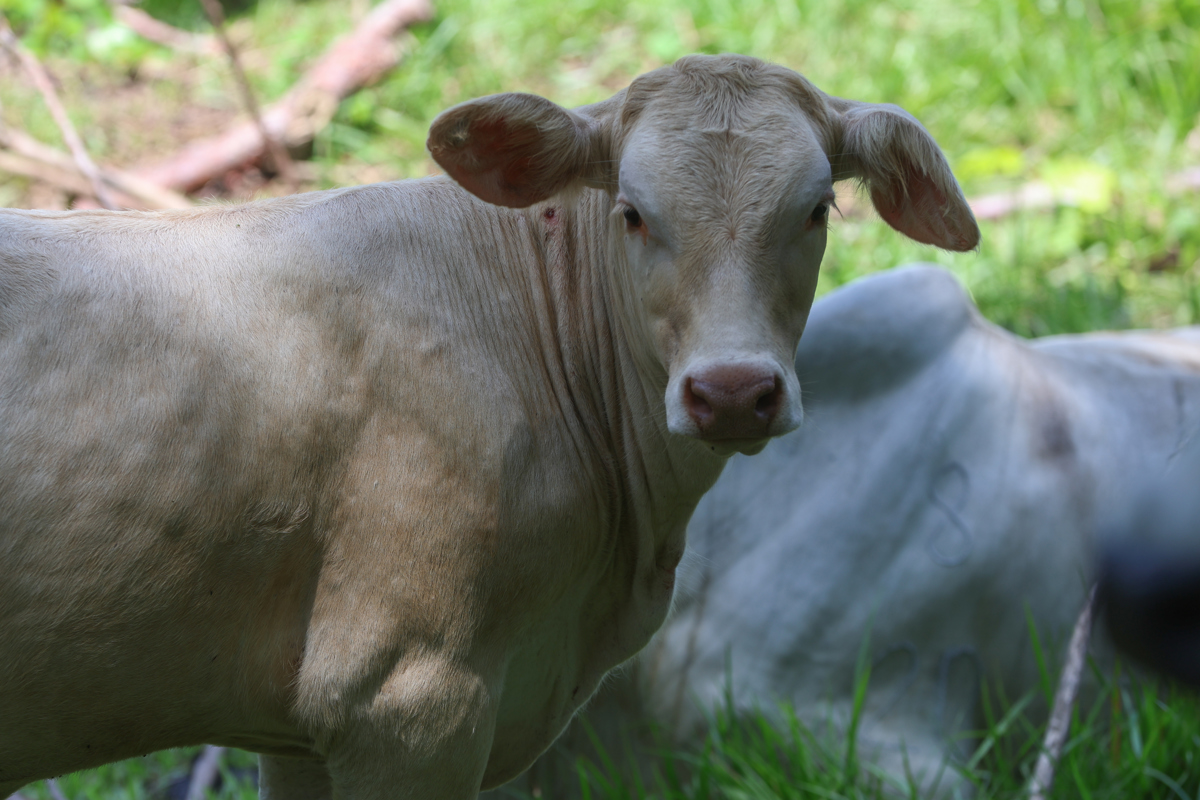 Ganado bovino en una finca en el municipio de Rio Bravo, Suchitepéquez (Guatemala). México se ha convertido en el nuevo frente en la guerra contra el gusano barrenador. (Foto de archivo de Mariano Macz de la agencia EFE)