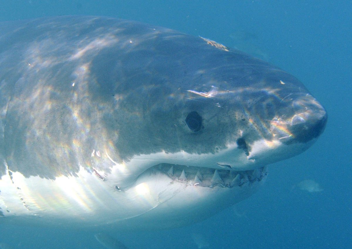 Un tiburón blanco (Carcharodon carcharias) en Gansbaai, Sudáfrica. (Foto de archivo de Helmut Fohringer de la agencia EFE-EPA)