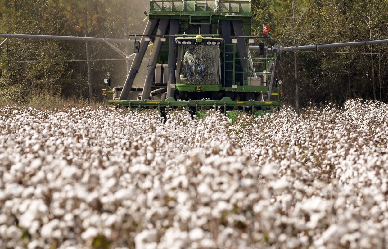 Un recolector atraviesa un campo mientras cosecha algodón en las granjas de Warbington en Vienna (Georgia, EUA.). (Foto de archivo de Erik S. Lesser de la agencia EFE)