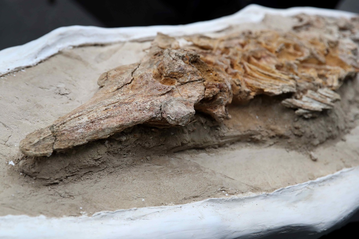 Detalle de un fósil de más de 9 millones de años de antigüedad presentado este miércoles, 17 de septiembre, por el Instituto Geológico, Minero y Metalúrgico de Perú (Igemmet), en Lima (Perú). (Foto de Paolo Aguilar de la agencia EFE)