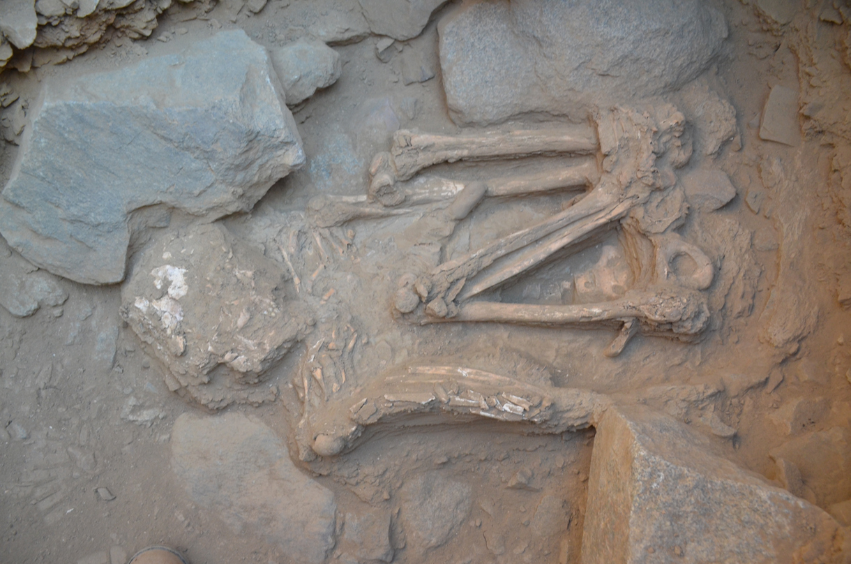 Fotografía del 16 de septiembre de 2025 cedida por el Proyecto de Investigación Arqueológico de Menocucho, que muestra una de las osamentas encontradas en la Zona Arqueológica Monumental Castillo de Jesús María, antiguo Menocucho, en Trujillo (Perú). (Foto EFE/ Proyecto de Investigación Arqueológico de Menocucho)