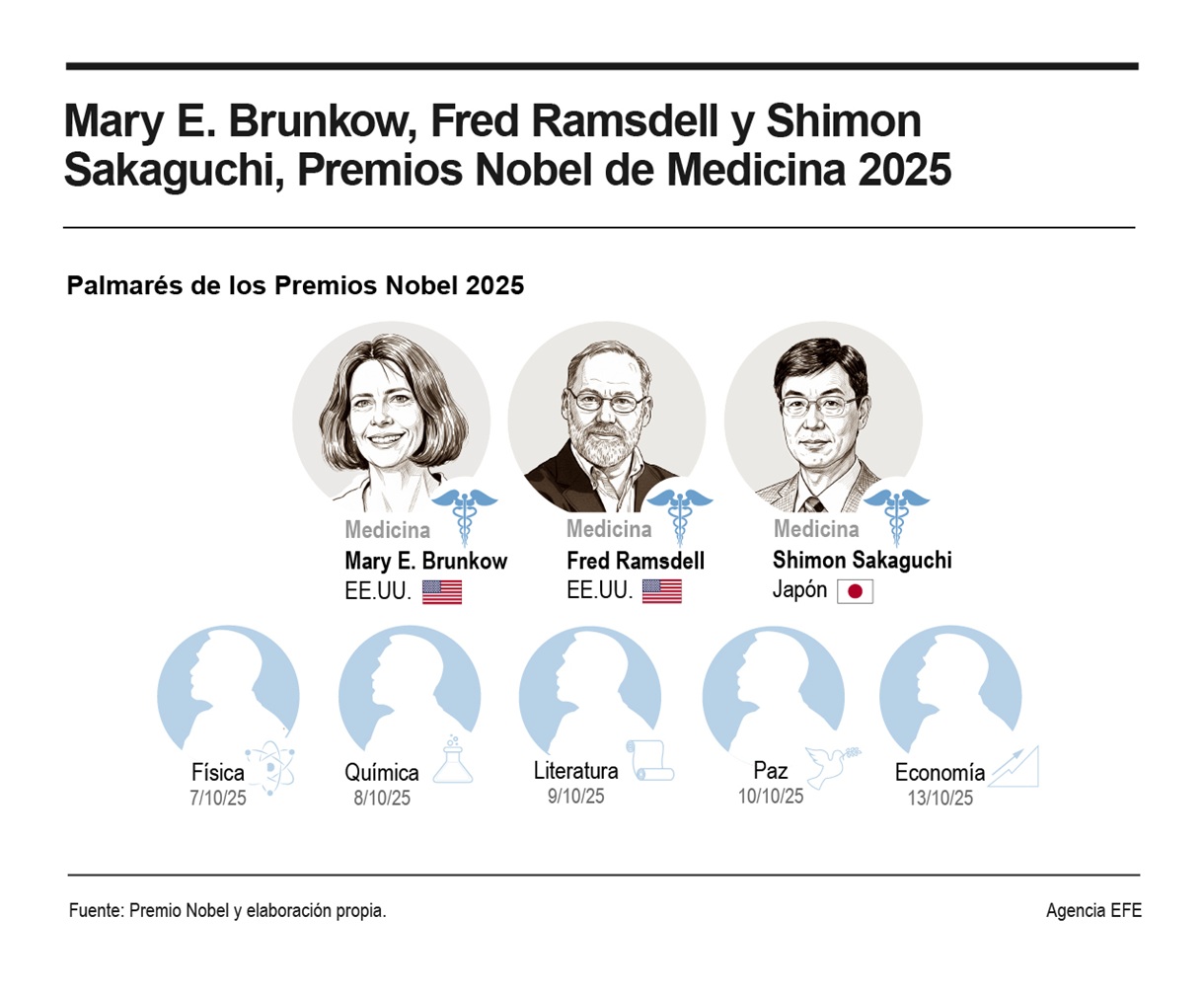 El Nobel de Medicina o Fisiología ha distinguido este lunes a los estadounidenses Mary E. Brunkow y Fred Ramsdell y al japonés Shimon Sakaguchi por revelar cómo se autorregula el sistema inmune. (Infografía de la agencia informativa EFE)