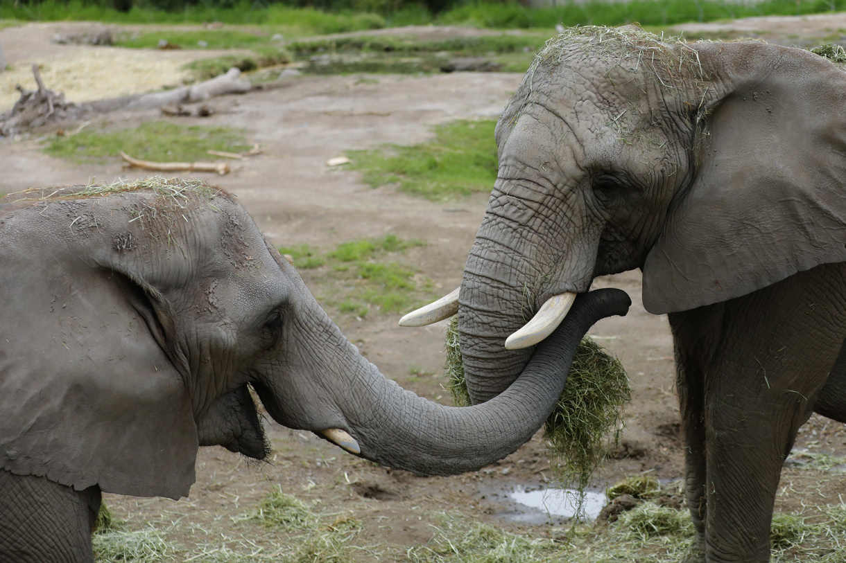 Una pareja de elefantes africanos (Loxodonta africana) son vistos este viernes, en el Zoológico Guadalajara, en Jalisco (México). (Foto de Francisco Guasco de la agencia EFE)