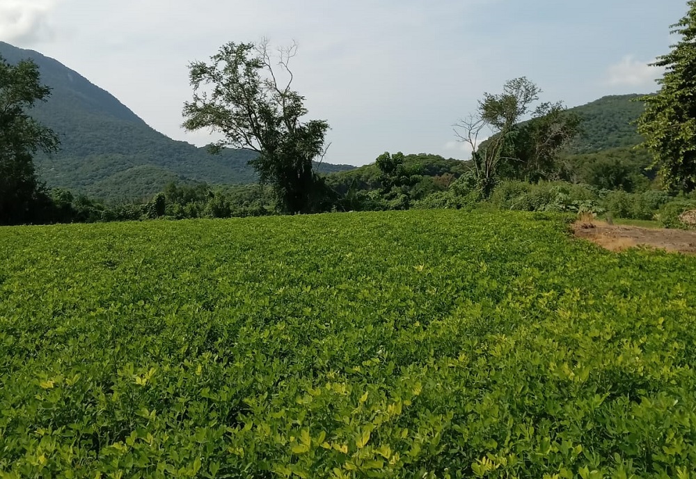 Foto de Yensuni López de un campo productor de cacahuate en Ixtlahuacán.