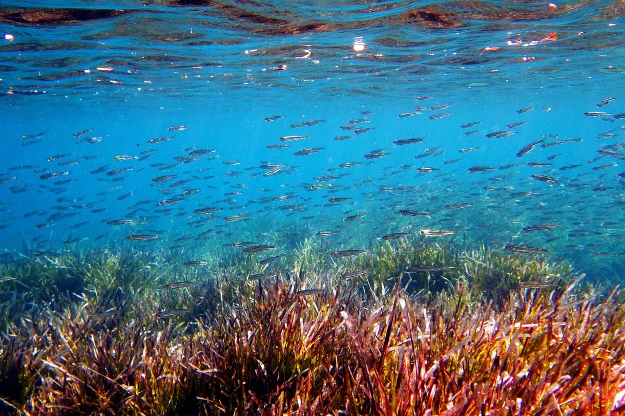 En la imagen de archivo, unas sardinas nadan en el mar Egeo en la isla de Lesbos, Grecia. (Foto de Orestis Panagiotou de la agencia EFE)