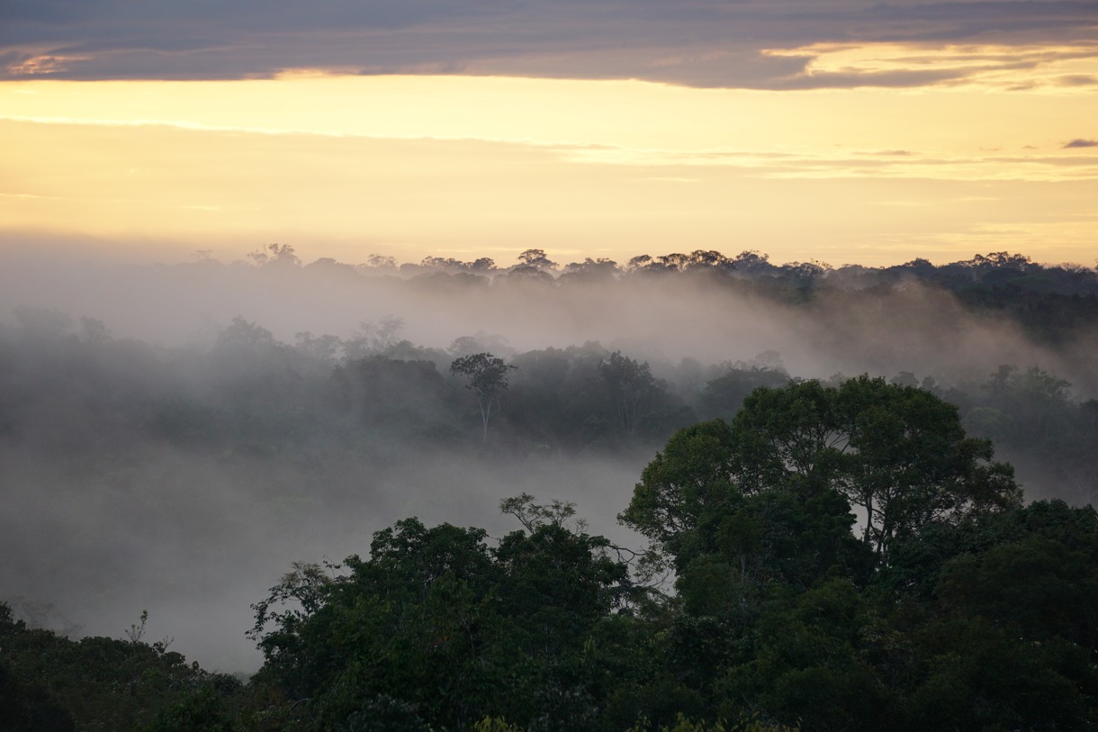 La selva amazónica está sufriendo más días de sequía extrema. (Foto de Jeffrey Chambers de UC Berkeley)