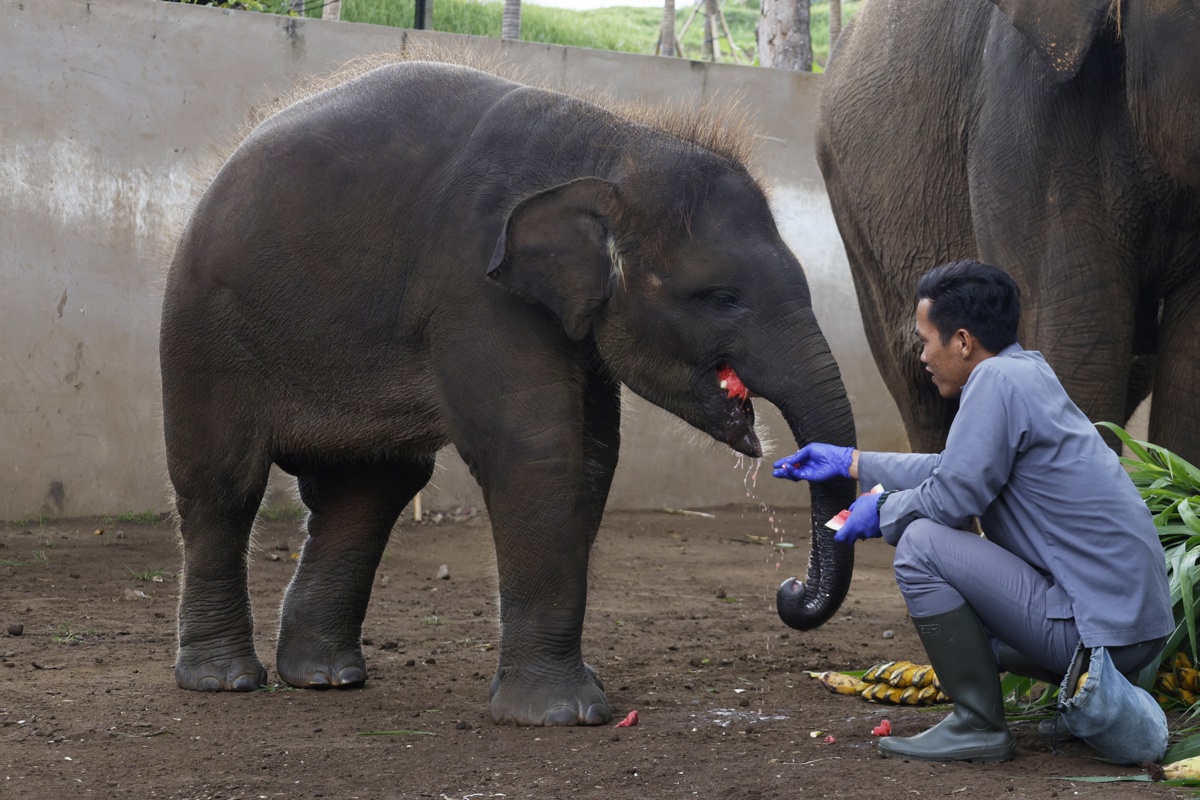 Un elefante de Sumatra con una persona en Bali, Indonesia. (Foto de archivo del 12/08/2025 de Made Nagi de la agencia EFE/EPA)