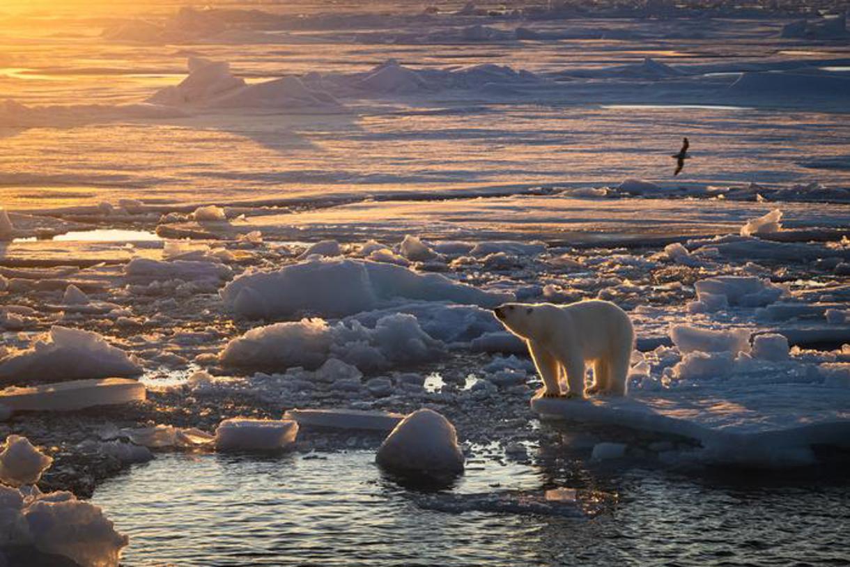 En la imagen, un oso polar de pie sobre el hielo marino. (Foto del Instituto Polar Noruego)