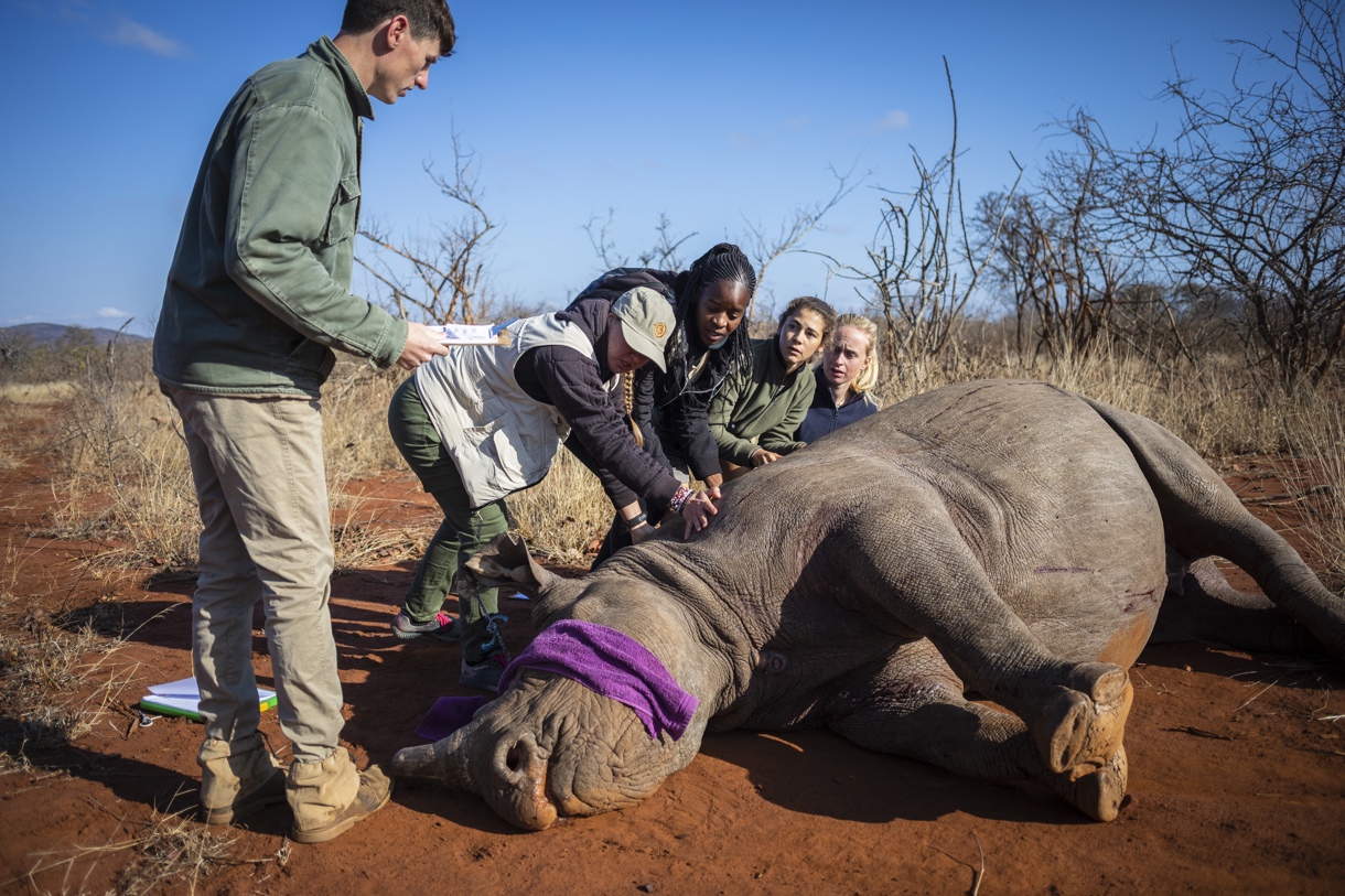En la imagen de archivo, una hembra de rinoceronte negro llamada “Paco” es recolocada a una posición que permita ser operada para extirparle el cuerno después de recibir un dardo narcotizante durante el descornado de todos los rinocerontes negros de una reserva privada de caza ubicada cerca del Parque Nacional Kruger en Phalabora (Sudáfrica). (Foto de Kim Ludbrook de la agencia EFE)