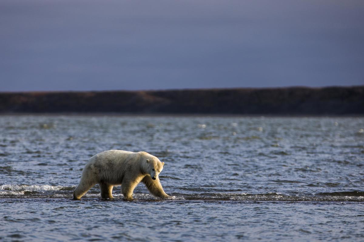Un oso polar camina por una isla barrera. (Fotografía de archivo de Jim Lo Scalzo de la agencia EFE)